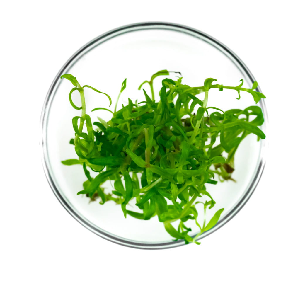 Pogostemon Yatabeanus InVitro PORCJA 5szt